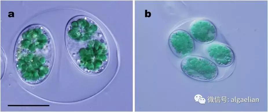 什么样的植物会有叶绿体,植物是如何拥有叶绿体