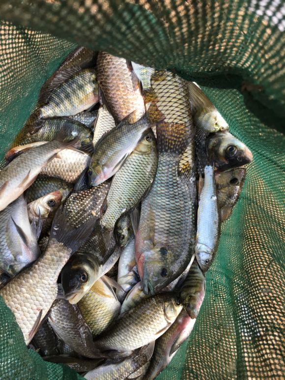 冬季钓鱼诱鲤鱼秘方,春季钓鱼如何诱鱼