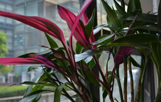 家养富贵竹讲究,家养富贵竹用什么肥