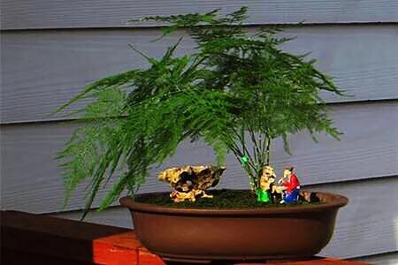 文竹文竹,文竹青翠欲滴