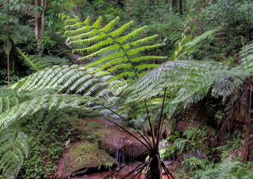 开山捡回一根“蛇纹木”，埋到老家菜地中，一查才知是珍贵龙骨风