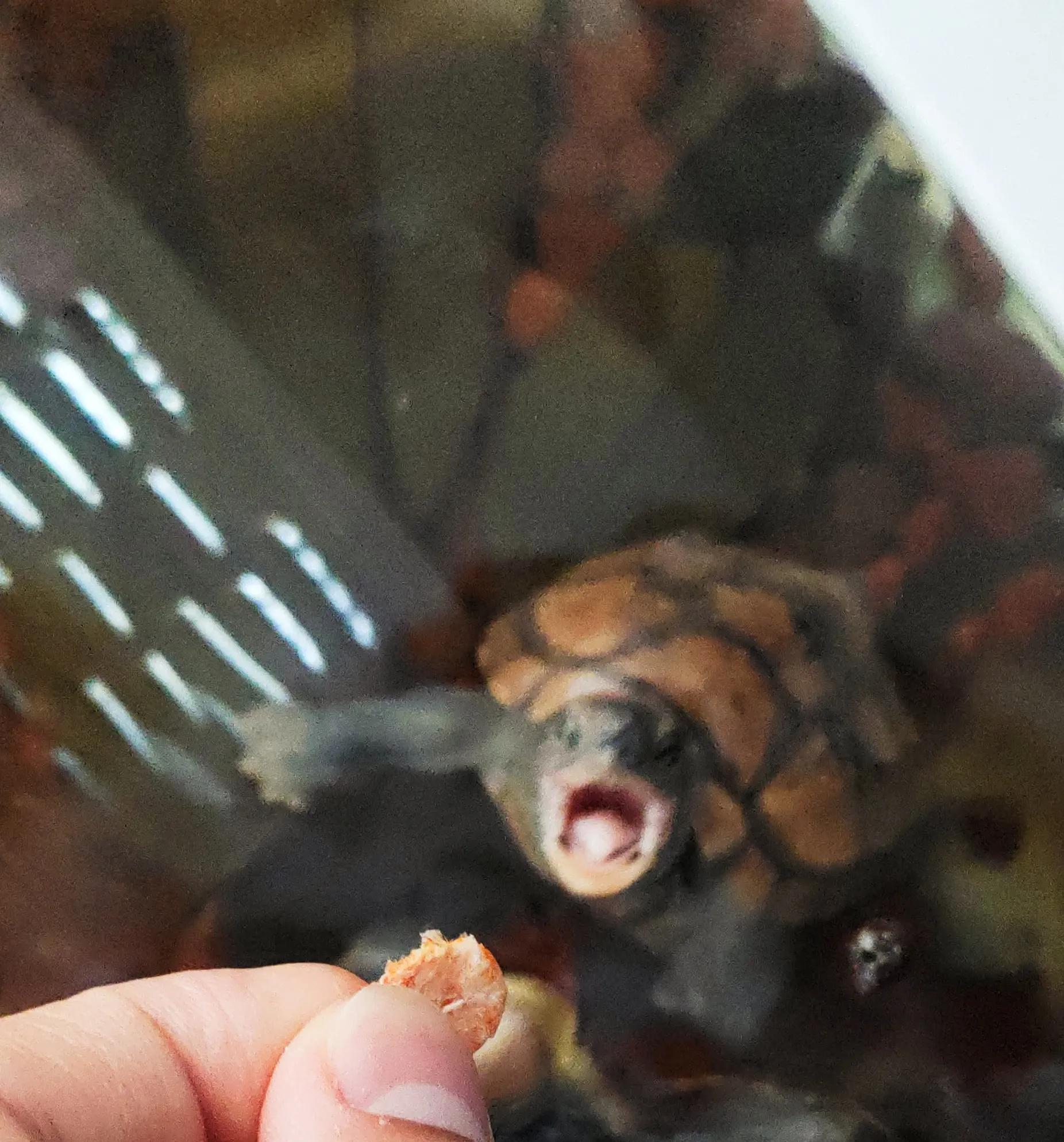 新龟到家注意事项,新龟到家该做什么