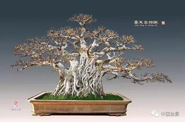 陈文图老师,陈文图盆景欣赏