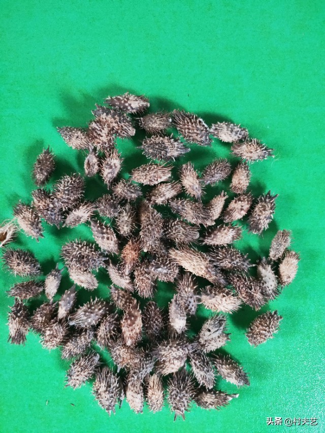 治鼻炎用炒苍耳子还是生苍耳子,苍耳子治鼻炎生熟有什么不同