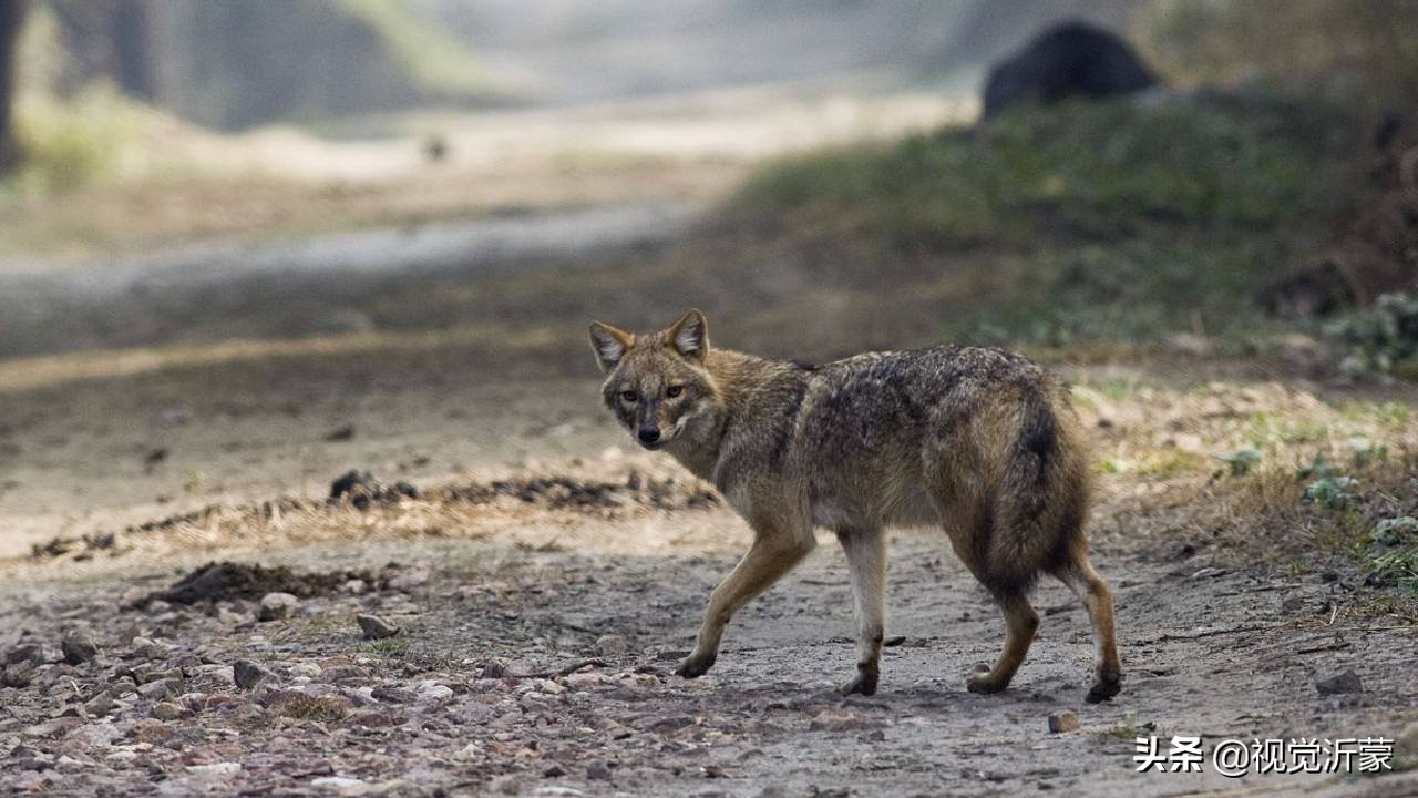 娌傝挋姘戜織灏忚,娌傝挋缁忓吀鏁呬簨