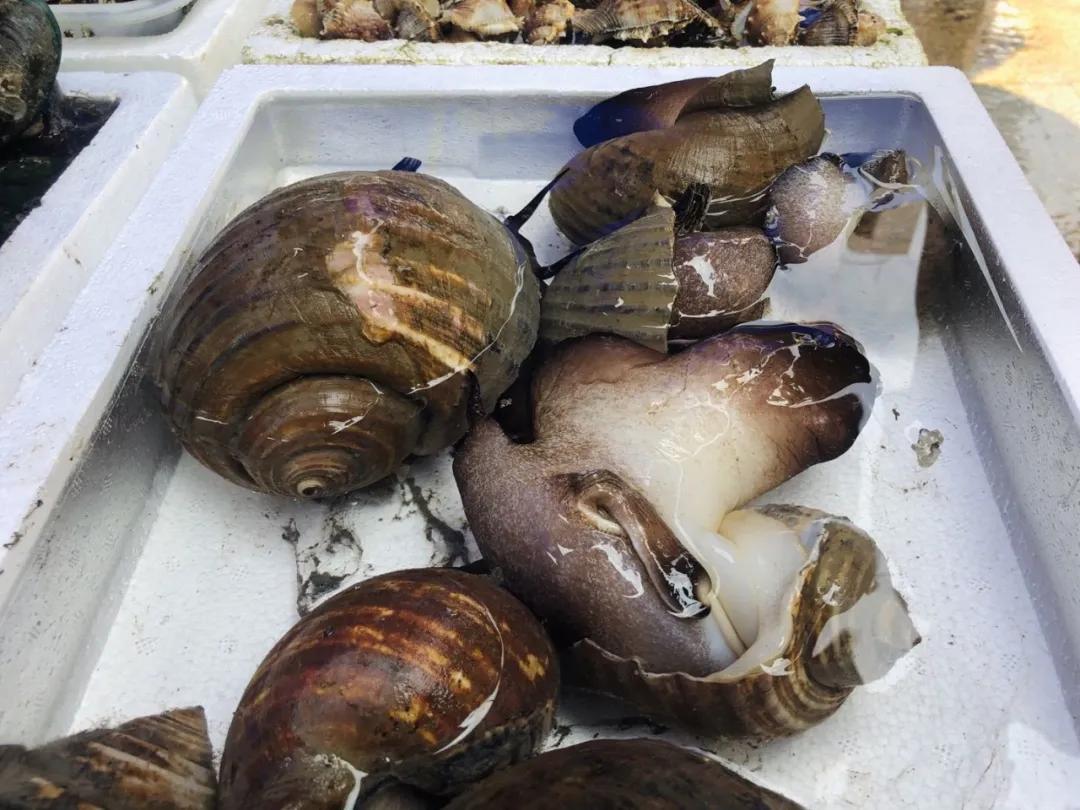 外伶仃岛要花多少钱,外伶仃岛人均消费多少钱