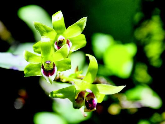 你见过在红豆杉树上种石斛吗？