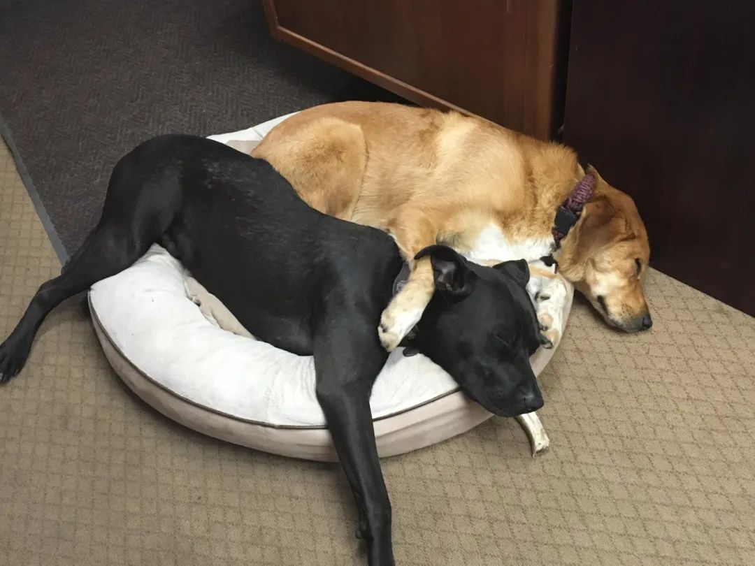 养狗注意事项萌宠指南,养狗人要了解的狗狗睡眠常识