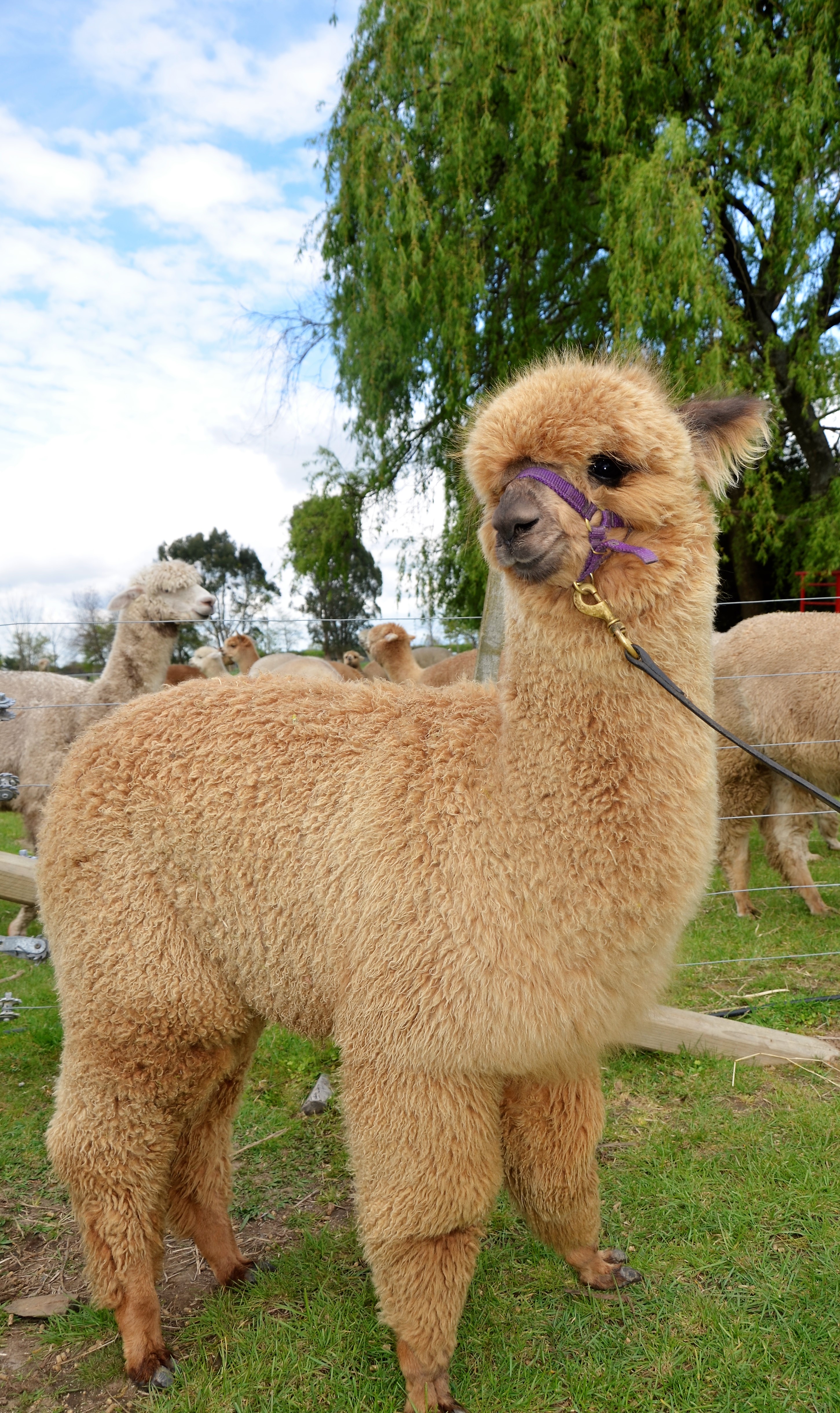 鍛嗚悓棰勮,鍛嗚悓缇婇┘鐢熸皵