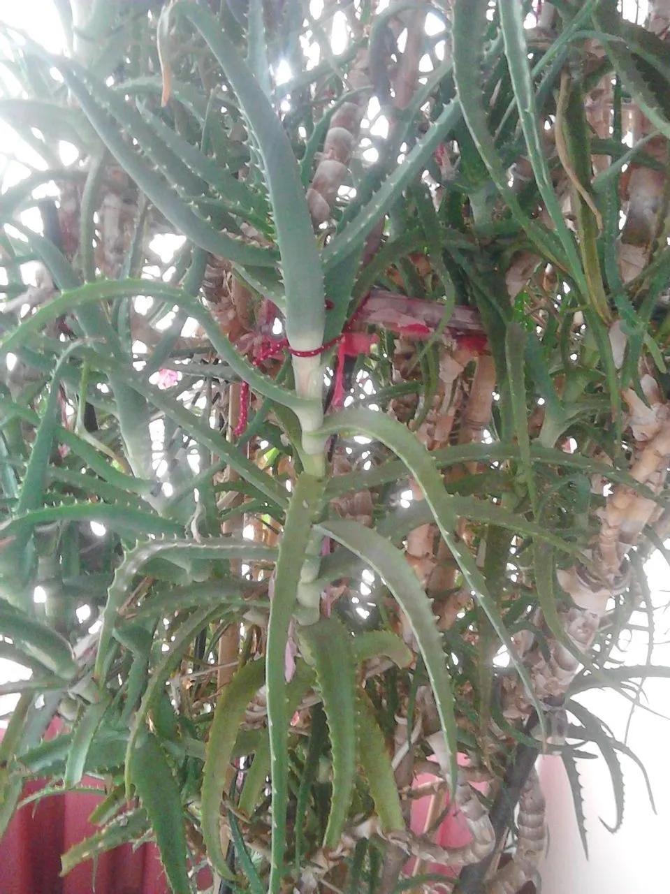 90岁的阿婆，养了株20年的龟背竹，冲上三层楼！霸气镇宅！