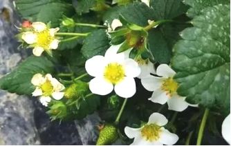 福建草莓露天种植全过程,露天草莓种植管理技术和方法