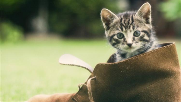 猫把人抓伤了怎么办,被猫抓伤了应该怎么办