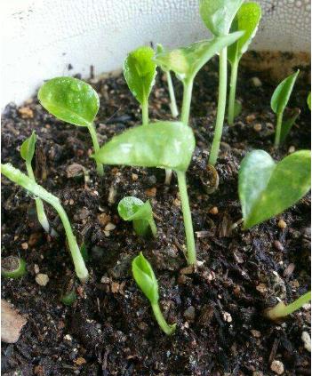 绿萝怎么养不会让它死,绿萝怎么补救最快最有效