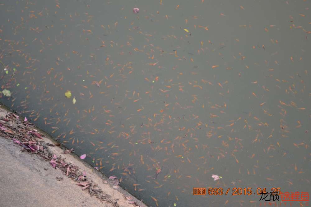 锦鲤苗成长,日本锦鲤水花苗成长