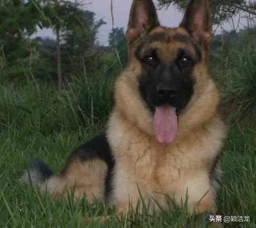 德国牧羊犬繁育训练基地,德国牧羊犬的生活习性有哪些