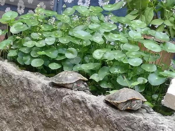 阳朔遇龙河附近有哪些民宿,阳朔遇龙河山水居民宿