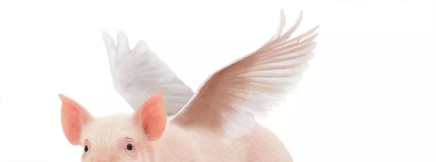 ps花仙子合成教程,ps合成狗狗教程