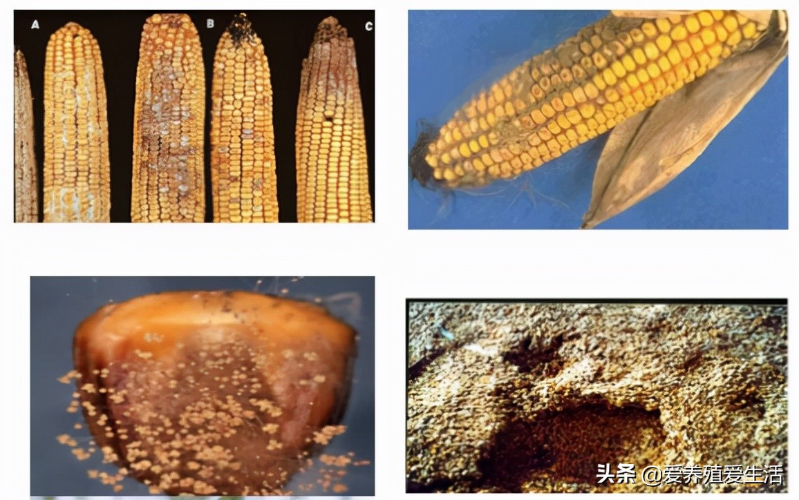 霉菌毒素惹的祸,霉菌毒素对牛羊的危害有哪些