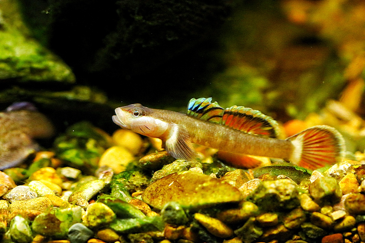 鱼缸养什么淡水小型观赏鱼好养活,石头造景原生缸小型观赏鱼