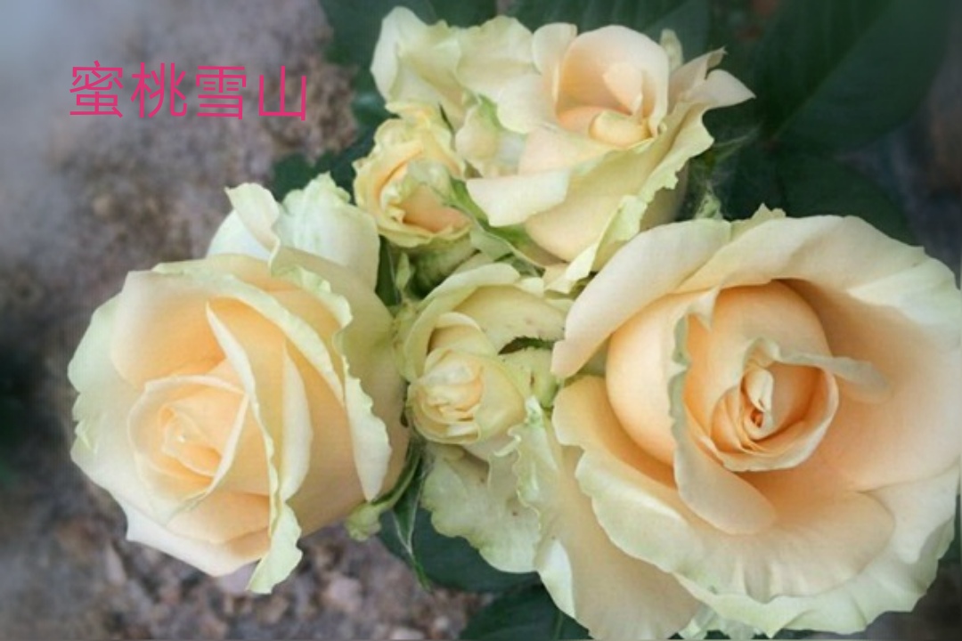 切花火焰月季,适合新手的切花月季