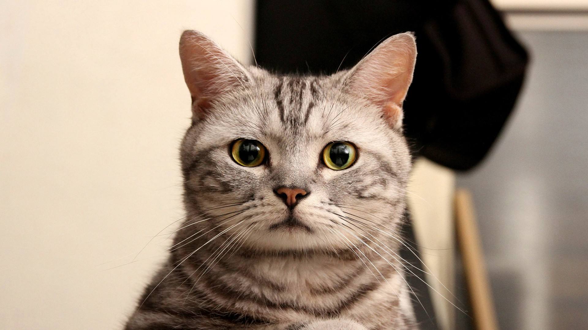 猫咪也会放屁吗,猫咪也会大便失禁吗