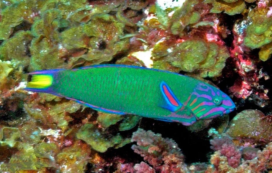 海精灵鱼友快问快答，这些你都知道吗？