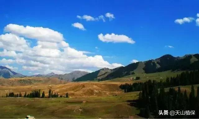 伊犁可克达拉草原,伊犁草原之旅