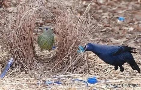 自然界中最伟大的语言学家，它模仿*技口**比鹦鹉厉害多了