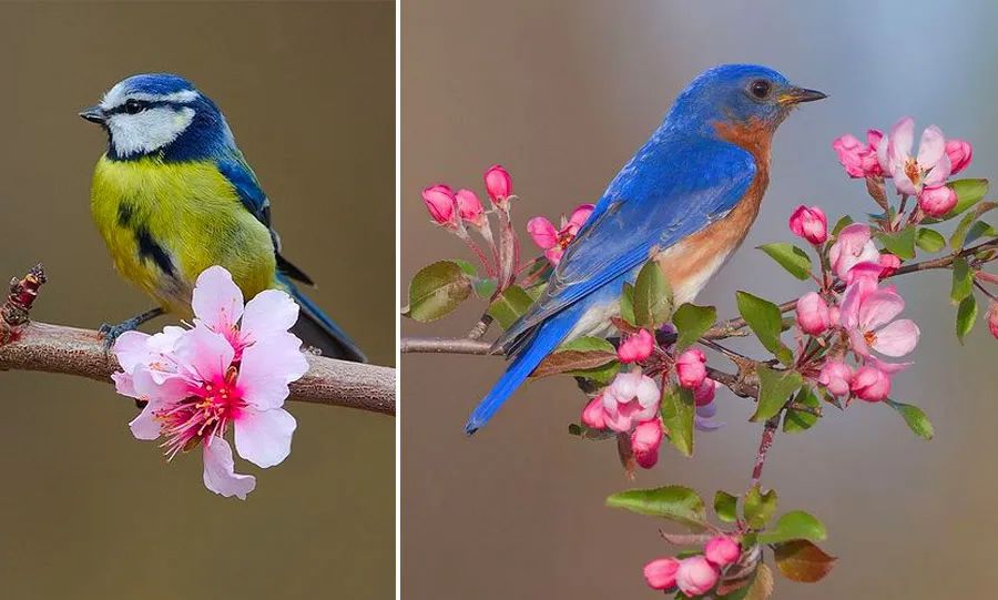 春天鸟语花香图片大全儿童画,鸟语花香儿童画简单又漂亮