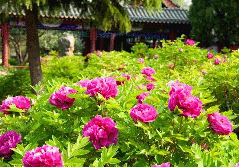 石家庄新规划大项目,石家庄中心城区最新项目