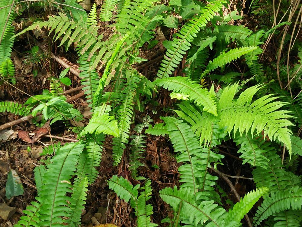 此物十分珍贵，若生长在你家墙角，别拔除价值大