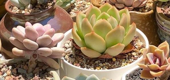 养残的多肉别扔了,养多肉不就是搬来搬去么