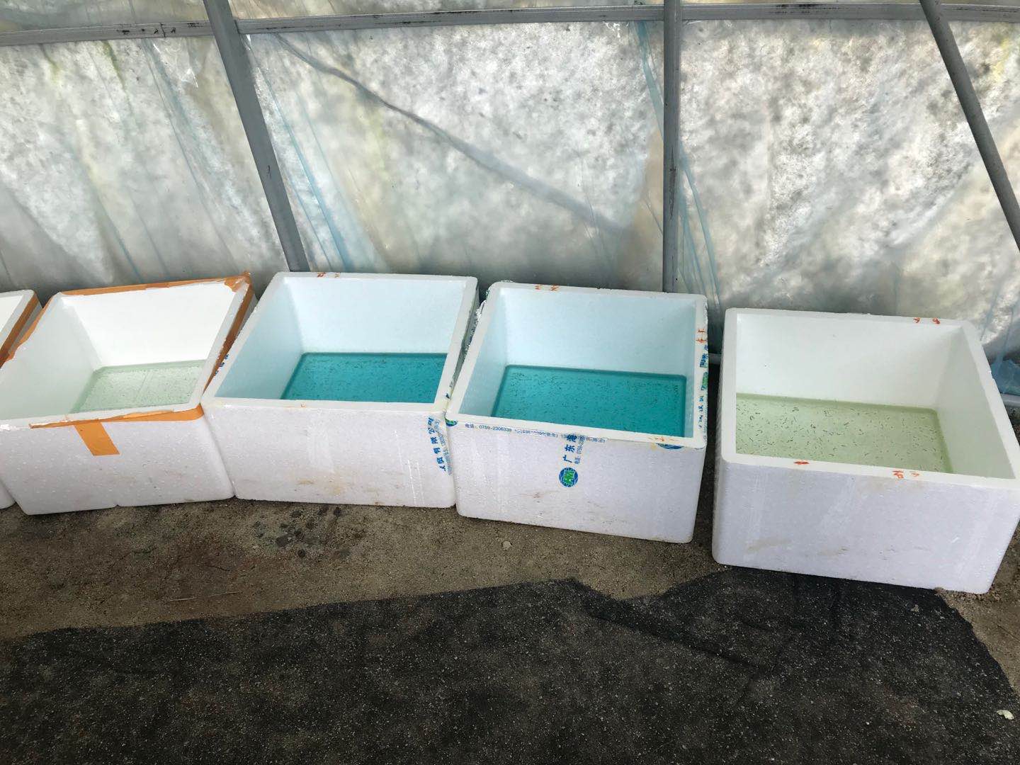 淡水虾哪种最容易养,内地海水养虾最佳水质