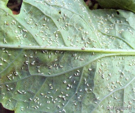 专治粉虱虫的特效配方,抗性粉虱特效药