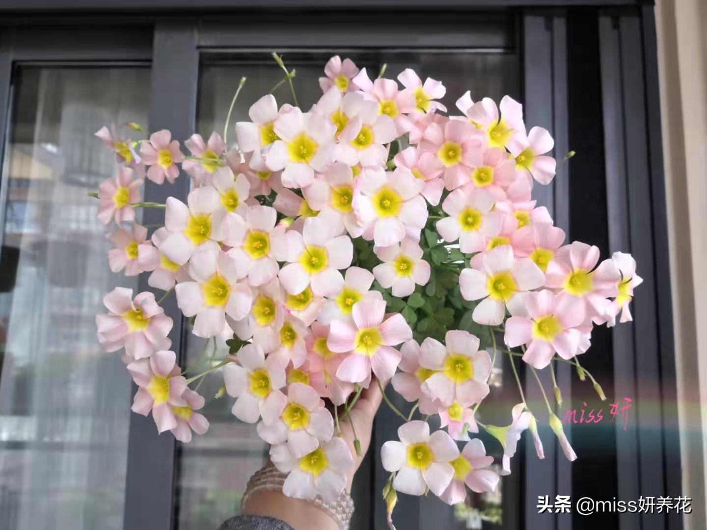 酢浆草种球品种图鉴大全,酢浆草种球品种图鉴