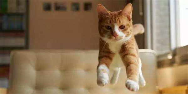 怀孕了能不能养宠物狗狗,怀孕为什么不能养狗狗