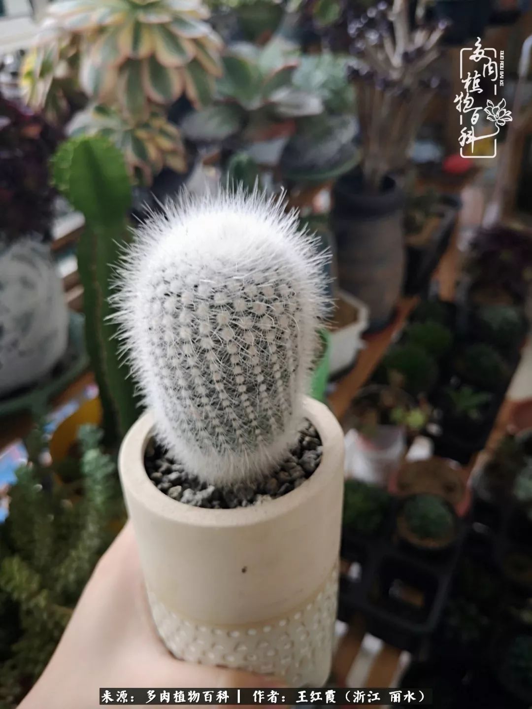 仙人球露养条件,仙人球的露养方法