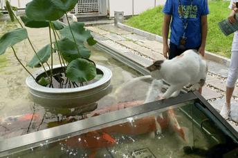 米麒麟：我掉缸怎么了？