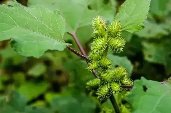 身边常见花卉识别,身边常见的树有哪些