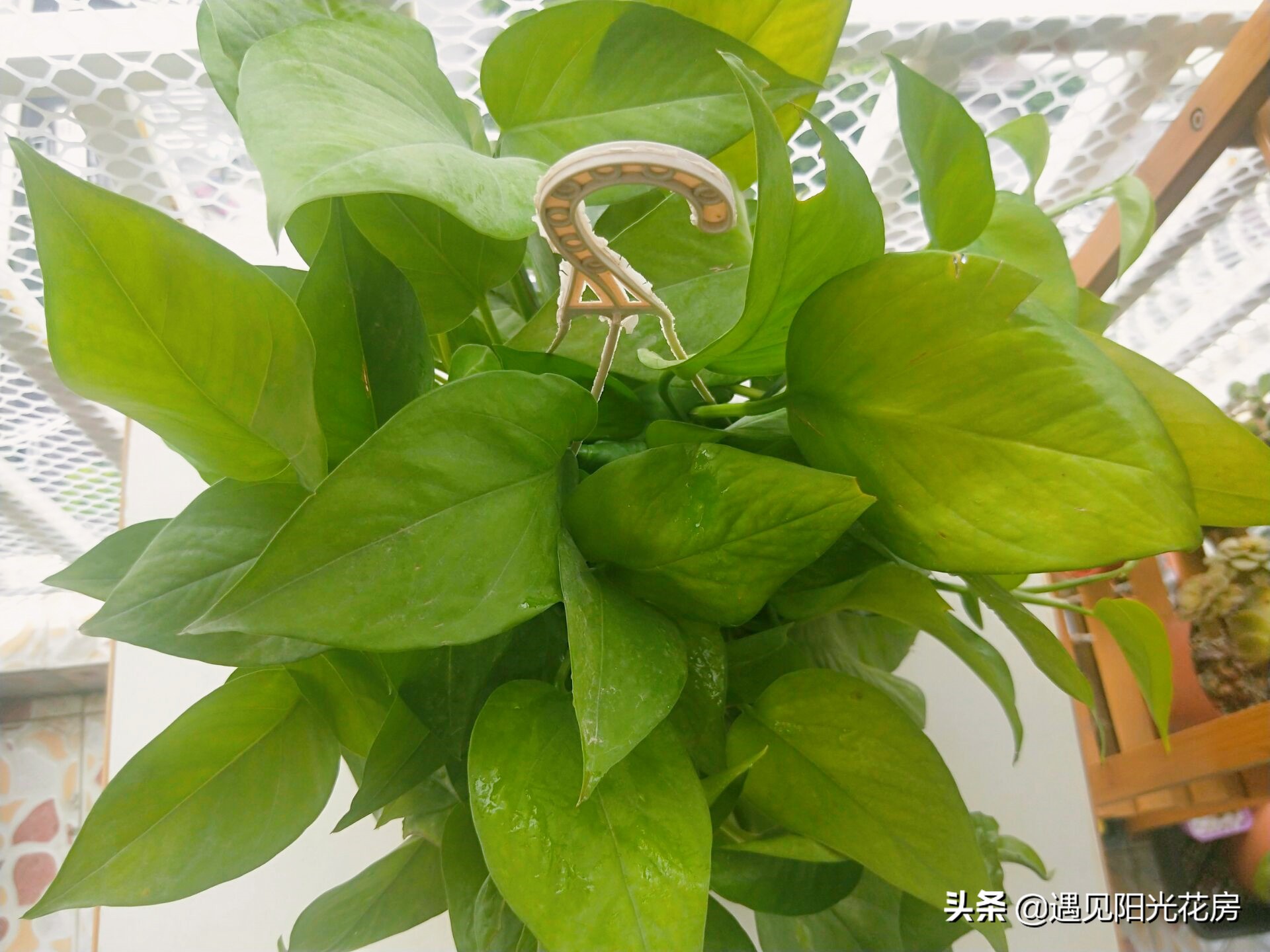 绿萝竟然会爬墙,绿萝为什么也会出锦
