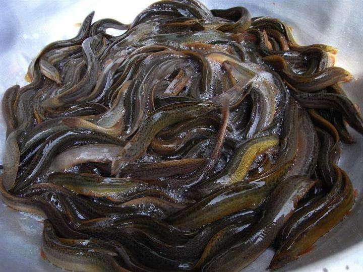 泥鳅养殖前景如何,现在养殖泥鳅有市场前景