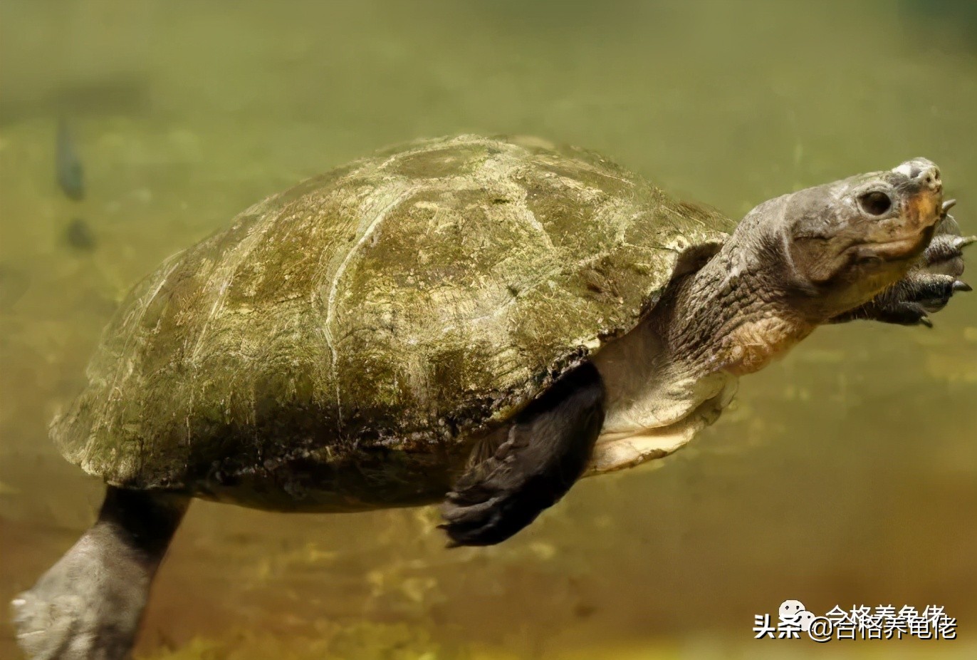 安利几个快速送走你的龟的好办法