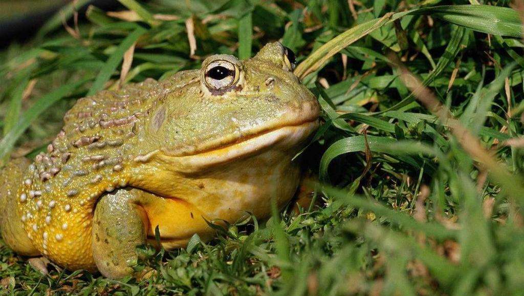 生物界的“大喇叭”!蓝鲸可达到188分贝，“知了”怎么样？