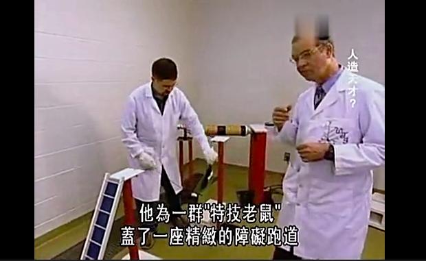 科学家用三组老鼠做实验,发现了让大脑变聪明的秘密……父母必读