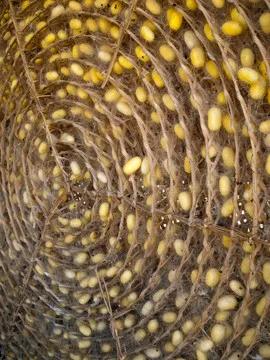 揭秘香云纱,怎样鉴别香云纱的真假