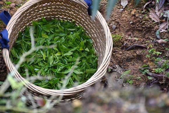 别再被骗了这才是正宗福鼎白茶,云南正宗滇红茶