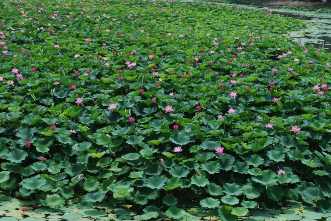 中药材莲子心,中药材莲子的用量