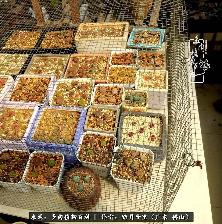 多肉娇气养不活多肉的10个秘密,养多肉是件很治愈的事情