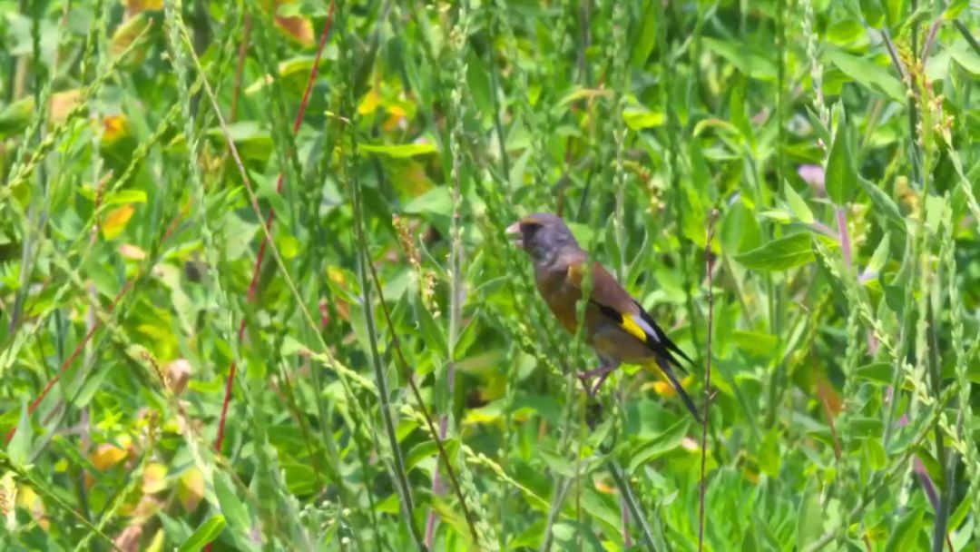 閮戝窞椋為笩瀹跺洯鍥剧墖澶у叏,閮戝窞椋為笩瀹跺洯椋庢櫙