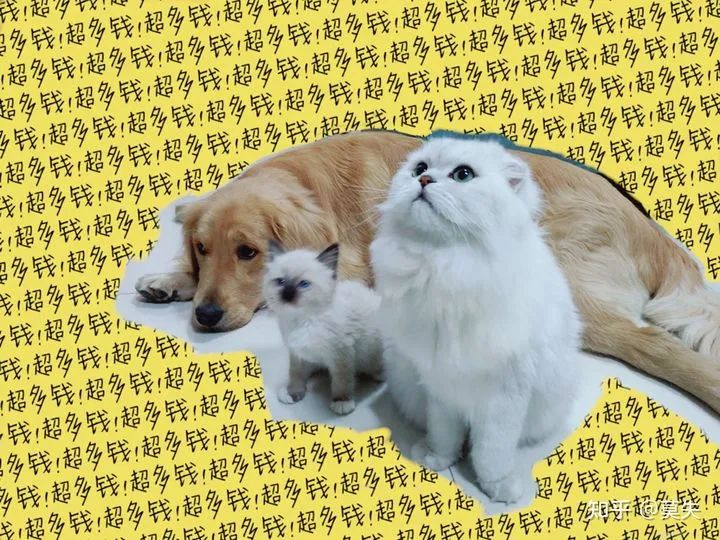 你们家狗子是怎么样的,你家狗子有什么特征呢